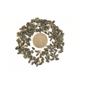Sunflower Seed