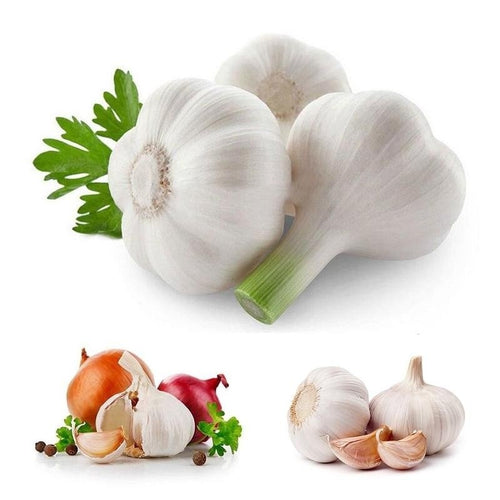 Garlic Seeds
