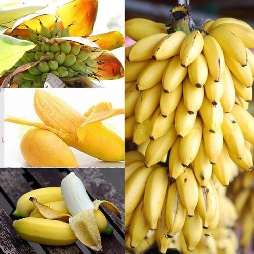 Banana Seeds