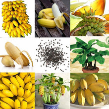 Load image into Gallery viewer, Banana Seeds